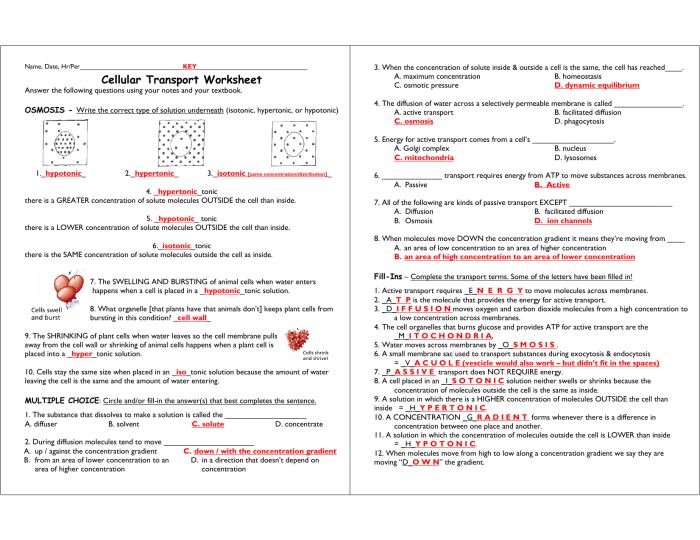 Cell transport worksheet answer key pdf