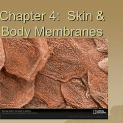 Chapter 4 skin and body membranes answer key