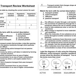 Cell transport worksheet answer key pdf