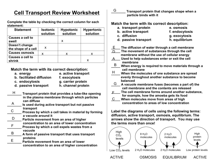 Cell transport worksheet answer key pdf