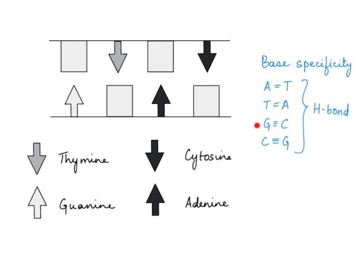 Arrange the symbols to form a dna molecule.