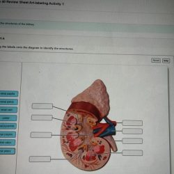 Exercise 22 review sheet anatomy of blood vessels